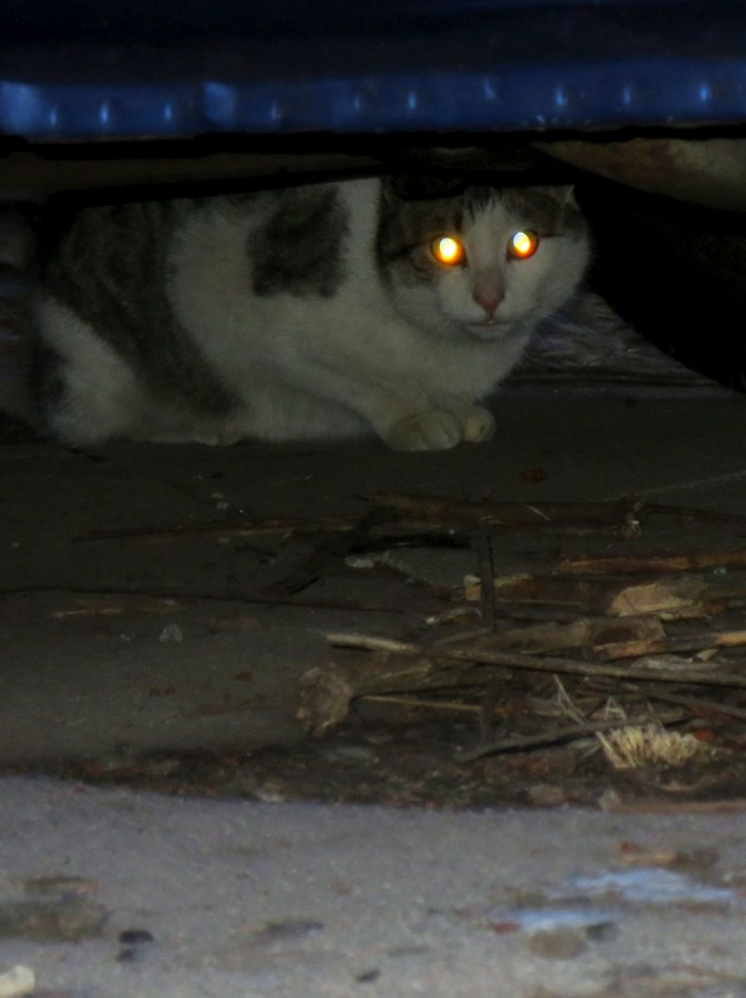 Stray cats find their way to campus, lead to concerns