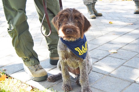 Libby, a wire-haired pointing Griffon, is being trained to become a psychological service dog for the Wilkes community.