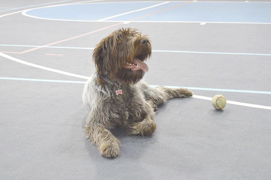 Libby enjoys playing fetch and a “goalie” type game where she trys to keep two balls away from Baum.