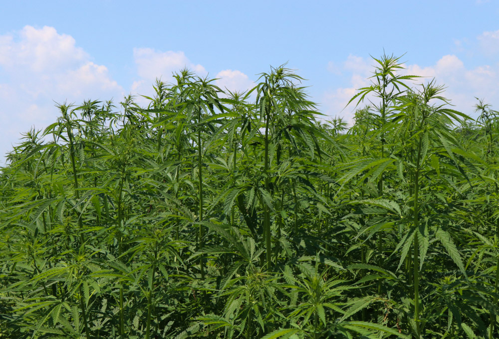 Industrial hemp growth at Rodale Institute, a 501 (c)(3) nonprofit dedicated to pioneering organic farming through research and outreach. 

Photo by Amanda Bialek 