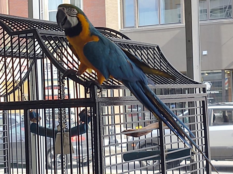 Matilda, a blue and gold macaw.