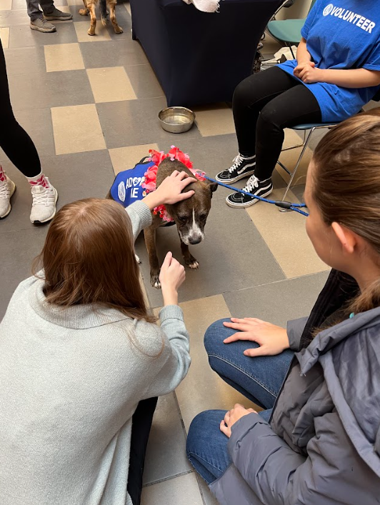 On top of having the adoptable dogs, the volunteers were asking for donations of dog and cat food, blankets, toys and cleaning supplies.