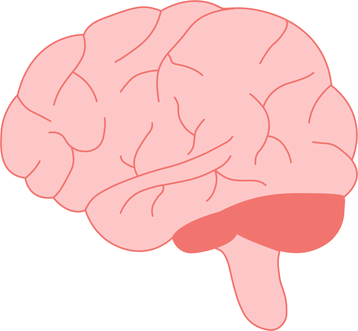 brain