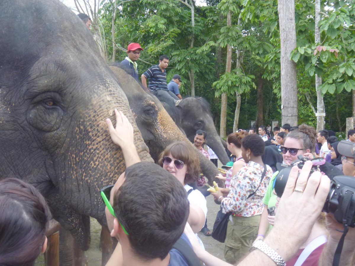 Dr. Gina Morrison’s students petting and feeding the elephants at the Elephant Reserve in Pahang, Malaysia, about an out or so ride from the capital city of Kuala Lumpur.